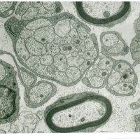 Ashwin Woodhoo Lab (@awoodhoo) 's Twitter Profile