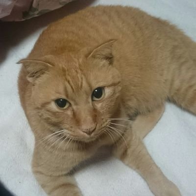 猫好きの40代女性。2匹のニャンズに仕えてます。佐賀ミステリファンクラブ所属。yogamate@唐津所属。ニャンズ協会所属。子供たちも手が離れてきたので「私時間」を大事に育てていきたい✨
動物愛護ボランティアハッピーボイスを応援中。