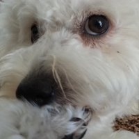 J.Fenton Peabody (@83501bpd) 's Twitter Profile Photo J.Fenton Peabody (@83501bpd) 's Twitter Profile Photo
