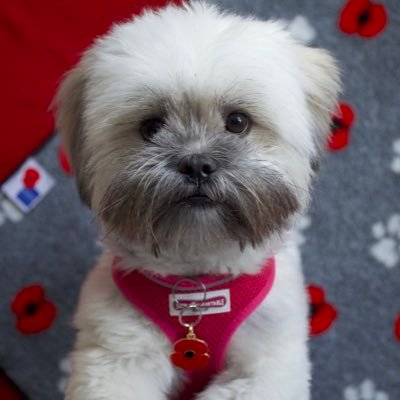 I'm Poppy, a sassy little Lhasa Apso from England. I was born on 24/12/15. Everyone I meet says I've been to drama school! Follow my hectic little life