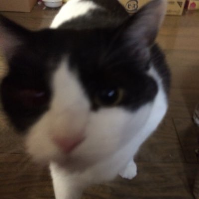 デブ猫 汚い けどかわいい Chakodesu4649 Twitter