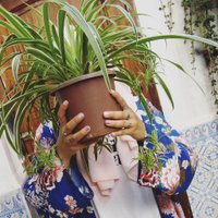 Curly Spider Plants(@spiderplantlady) 's Twitter Profile Photo