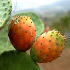 ElquiEnergy's profile picture. We work on the integrated use of cacti in the production of jobs, food, biogas, electricity and carbon credits. I would like to invite you to discover