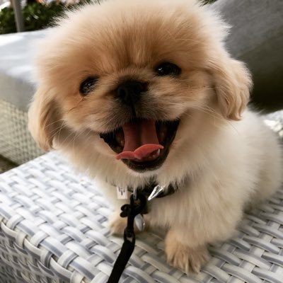 🤩🐶 I am a Pekingese with a mom that is obsessed with me! We are going to travel together and share smiles with the world 🐶🤩