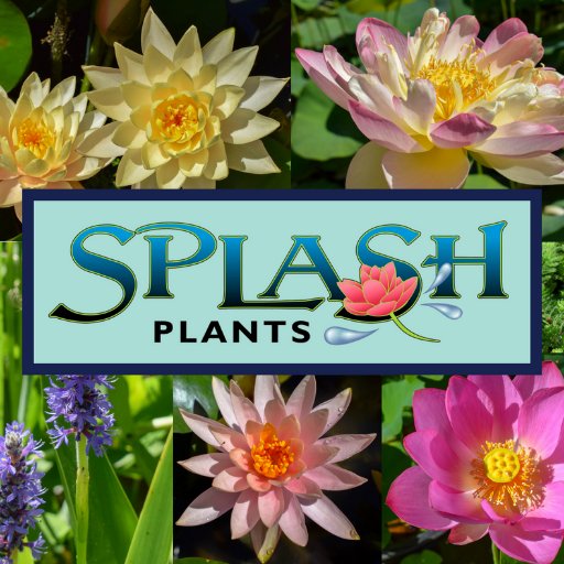 Splash Plants specializes in wholesale lotus, waterlilies and other plants that help pond and stream owners connect with nature in their own backyards.