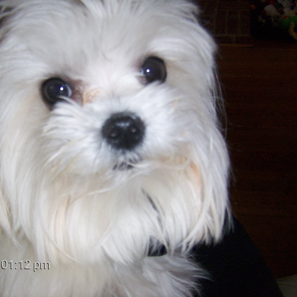 Freedom. Decency. Equality for all, regardless of race. #WalkedAway. Oh I love dogs!