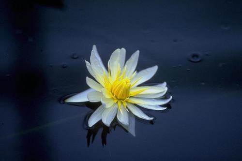 jibonrana's profile picture. 