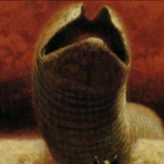 Sandworm. He/him. Cheesehead. Tweets protected until after election due to violent MAGA terror around the nation.