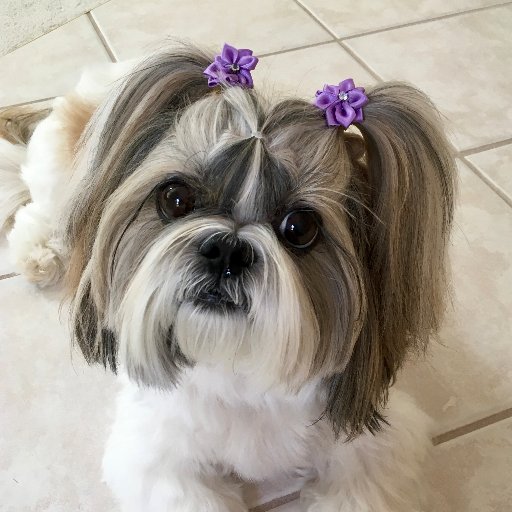 Follow the cute antics of Shih Tzu dog Lacey and Blue Persian cat Lexi. See our backyard pond with goldfish & 28 year old white Butterfly Koi on YouTube. #TFB