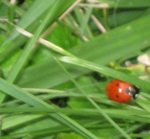 horsegalnumber9's profile picture. just a down home country chick :)