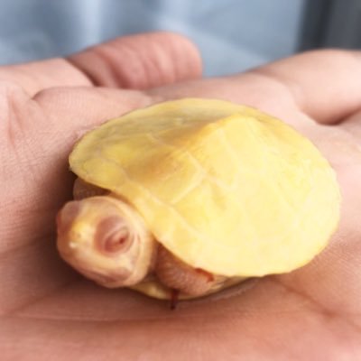 Albinoredearedslider バスキング中 室内飼育で3度目の冬 Albinoredearedslider Turtle Redearedslider アルビノアカミミガメ アルビノミドリガメ カメ 亀 爬虫類 Albinoredearedslider バスキング中 室内飼育で3度目の冬 Albinoredearedslider Turtle Redearedslider アルビノアカミミガメ アルビノミドリガメ カメ 亀 爬虫類