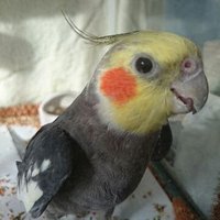 インコDEぴー (@j4b1yep4ezshtox) 's Twitter Profile