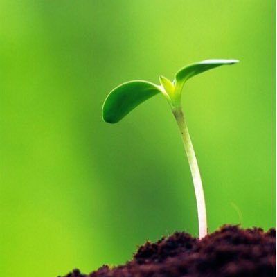 新芽ちゃん どのワンコも通る道なんでしょうね