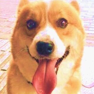 Solanin_San's profile picture. 