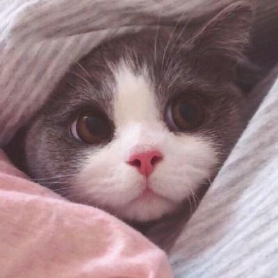 受猫喵喵喵さんのプロフィール画像