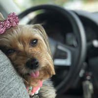 CutePetsMadness(@PhotoParasite) 's Twitter Profile Photo