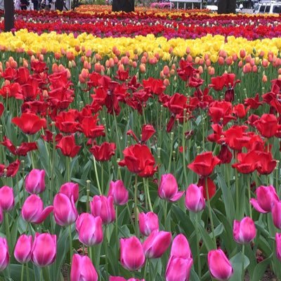 御朱印集め神社仏閣めぐり⛩を始めた事をきっかけに、日月神示を知り、都市伝説、陰謀論、不審死と気になった事を調べていった結果、色んなことに気が付き始めました。 世界の粛清を祈りつつ🐯さんを応援中！