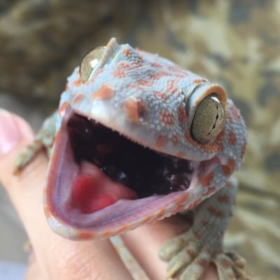 𓆈はやて𓆈さんのプロフィール画像