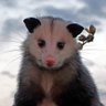 PossumEveryHour's profile picture. All images belong to their original owners. See https://t.co/sSKfbQ7x8x for more places other than Twitter where to find your poss fix.