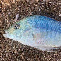 FAO Inland Fisheries (@fao_inland_fish) 's Twitter Profile