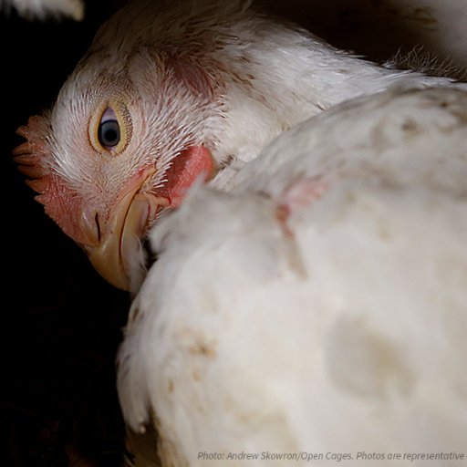 Tweets from Frank the chicken. Help improve the lives of Frank and his chicken chums, who are suffering on factory farms! Run by @humaneleagueuk