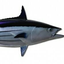 kalhubilamas's profile picture. Maldivian Skipjack Tuna