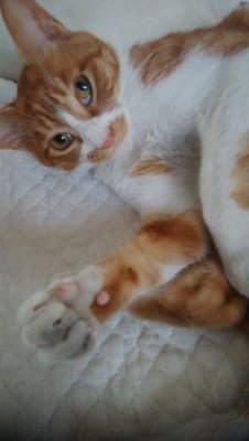 初心者なのであんまりまだ慣れてない！笑飼い猫の写真とかいろいろやってるから是非見てね～👍良かったらフォロー宜しくお願いします‼️‼️