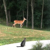 Ian Foss (@fossi38) 's Twitter Profile