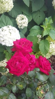 vic13h's profile picture. 