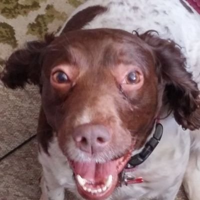 I'm an 11yr old girl rescue English Springer Spaniel. I live with my rescue greyhound sister Frankie I 💘 walks, mud, water, cheese & stinky sticks