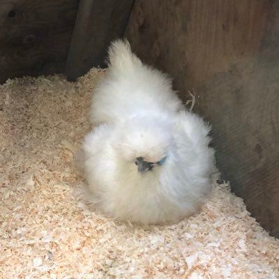 uytrewq1293's profile picture. 大阪大学生命機能研究科