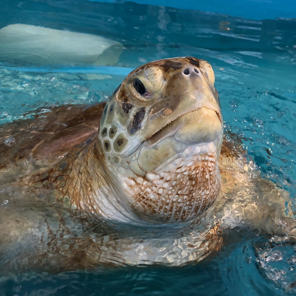 sea turtle rescue and rehabilitation hospital located in the fabulous Florida Keys