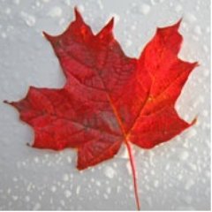 RaymondCXY's profile picture. Thomas Paine： 一个人，如果极力宣扬他自己都不相信的东西，那他就是做好了干任何坏事的准备。