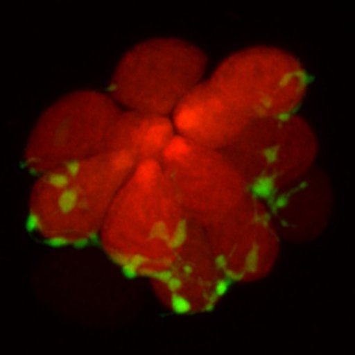 Investigator @NIDCD @NIH. Sensory cell neurotransmission & imaging lab. Using zebrafish to visualize how hearing and balance works! All opinions are my own.