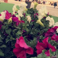 ZAHRAH🌻 (@zanf2011) 's Twitter Profile