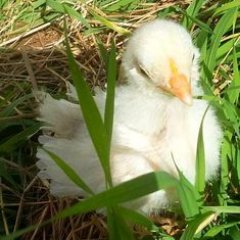 Providing Information about raising urban chickens, care and feeding, illness and treatments, about eggs, standard breed information, bantam breed, rescue