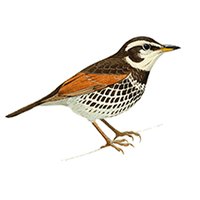 Лайка(ライカ) (@plastic_xuzhb) Twitter profile photo