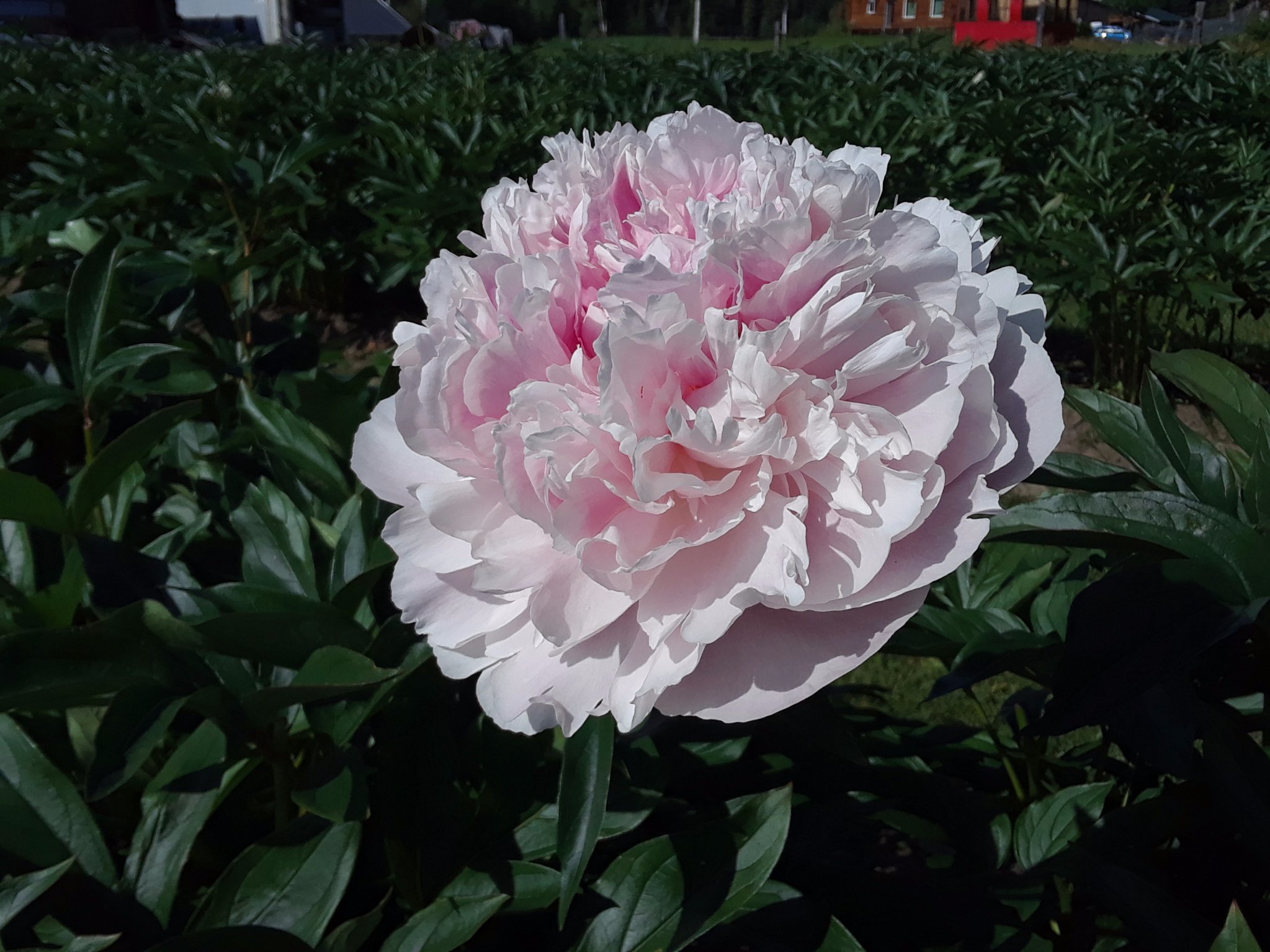 Farm Direct Peonies..July, August, September. 907-888-2881