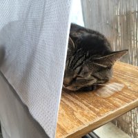 極端流形式仕様 初代𝕍𝕚𝕖𝕟𝕟𝕒𝕋𝕒𝕝𝕜𝕖𝕣 (@tomooda) 's Twitter Profile Photo