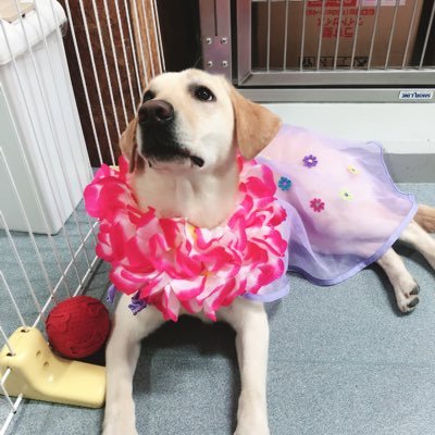 紬 على تويتر 今日 1年生犬のベルちゃんが来たよ とっても可愛かった 犬種はゴールデンレトリバー 私と似てるな 早く一緒に遊びたいな