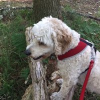 Andrew Coull (@thecoulls297) 's Twitter Profile Photo