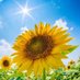 @777_sunflower7
