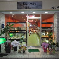 Herptile Lovers(ハープタイルラバーズ)(@herptilelovers) 's Twitter Profile Photo
