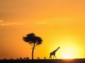 The to do list for a luxurious holiday trip to Kenya.Hotel Bookings,Camping Safaris,Holiday Resorts,Mombasa Beach Resorts and the Maasai Mara.