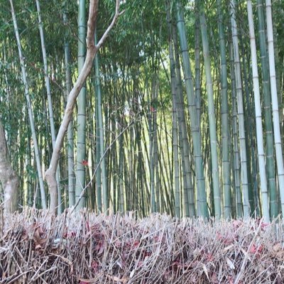 独身アラサー女子。好物は土瓶蒸し。子どもさんのなりたい職業ランキングに必ず食い込む人気職についているのは内緒の話🤫 真っ白だった心も年を重ね少し黒くなった。 今の気持ちをありのままに細々と呟いております。 どうぞ仲良くしてください🐒