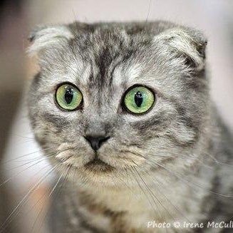 JoySorada's profile picture. 