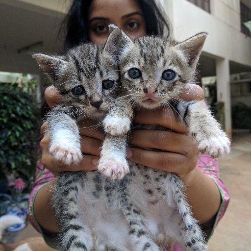 BCS, is a community of volunteers focussed on spaying, neutering, rescue, rehoming and rehabilitation of injured, orphaned or abandoned kittend and cats.