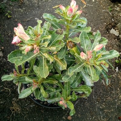 fadhlan_flora's profile picture. 