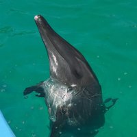 TheRoughToothProject (@dolphin_science) 's Twitter Profile