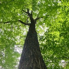 Witnessing life as a tree in a changing environment for more than a century. Views are my own - sort of (data translated by scientists and communicators at HF).